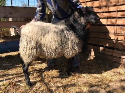 Umatičene romanovske ovce na prodaju