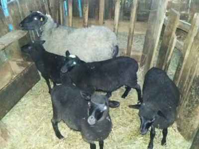 Umatičene romanovske ovce na prodaju