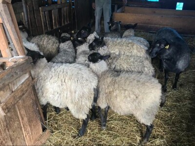 Umatičene romanovske ovce na prodaju