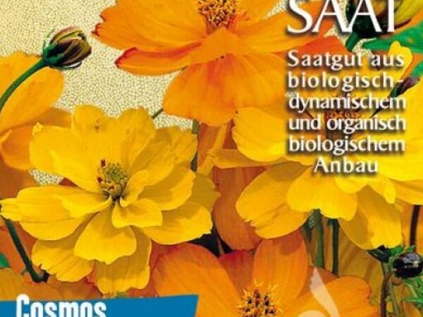 Uresnica NARANČASTA Cosmos sulphureus