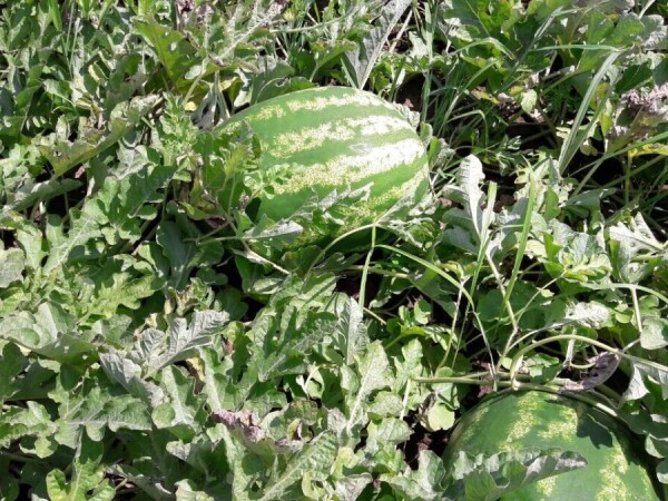 Saznajte više o utjecaju pH vrijednosti i tvrdoće vode na učinkovitost primjene pesticida!