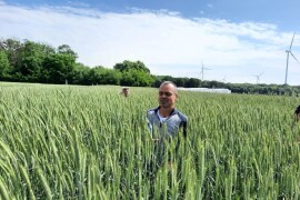 Vector - RWA ozima krmna raž