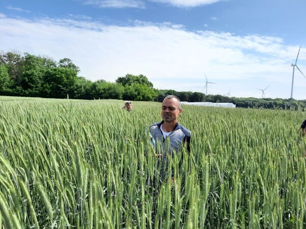 Vector - RWA ozima krmna raž