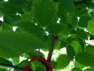 Vezice za lozu, maline, kupine...