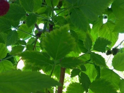 Vezice za lozu, maline, kupine...
