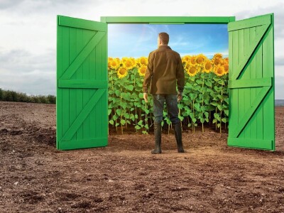 Viballa - rešava širokolisne korove u suncokretu