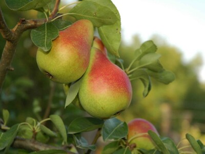 Trogodisnje i dvogodisnje vocne sadnice već od 150 din