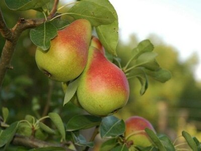 Prodaja vocnih sadnica