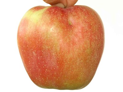 Trogodisnje i dvogodisnje vocne sadnice već od 150 din