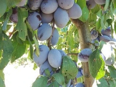 Prodaja vocnih sadnica