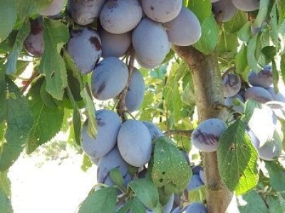 Prodaja vocnih sadnica