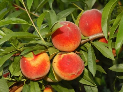 Trogodisnje i dvogodisnje vocne sadnice već od 150 din