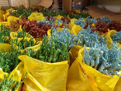 Trogodisnje i dvogodisnje vocne sadnice već od 150 din