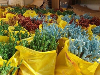 Prodaja vocnih sadnica