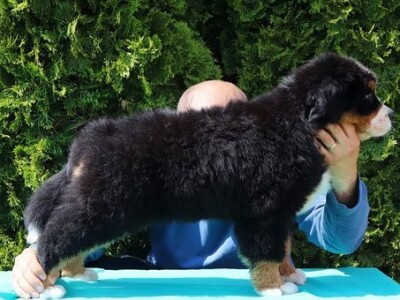 Stenci bernskog planinskog psa na prodaju