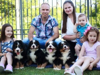 Stenci bernskog planinskog psa na prodaju