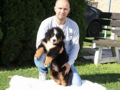 Stenci bernskog planinskog psa na prodaju