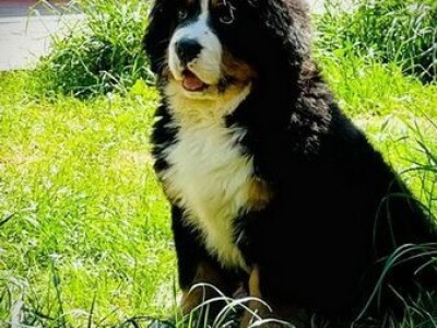 Stenci bernskog planinskog psa na prodaju