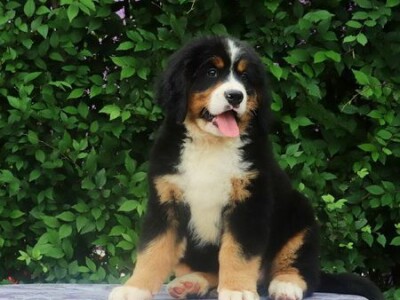 Stenci bernskog planinskog psa na prodaju