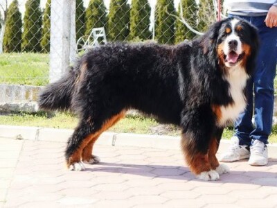 Stenci bernskog planinskog psa na prodaju