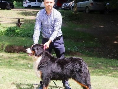 Stenci bernskog planinskog psa na prodaju