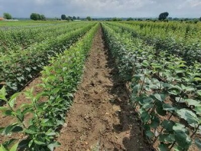 Sadnice šljive, dunje, kajsije za jesen 2023