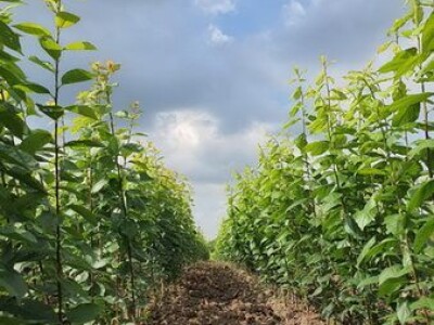 Sadnice šljive, dunje, kajsije za jesen 2023