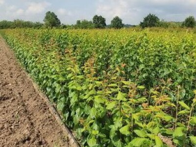 Sadnice šljive, dunje, kajsije za jesen 2023