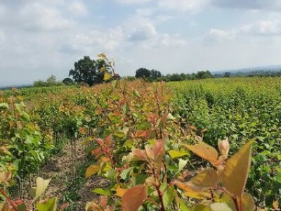 Sadnice šljive, dunje, kajsije za jesen 2023