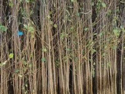 Sadnice šljive, dunje, kajsije za jesen 2023