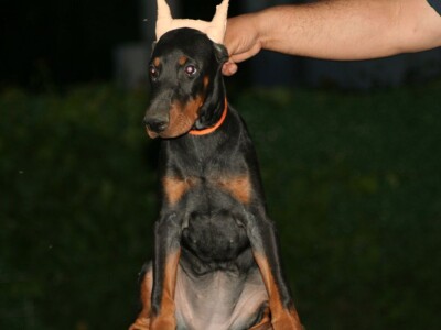 Na prodaju štenci dobermana