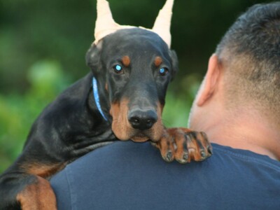 Na prodaju štenci dobermana