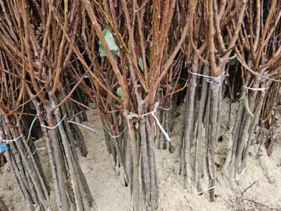 Sadnice Voća - Najbolji Izbor za Vaš Voćnjak!