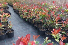 Fotinija red robin ziva ograda