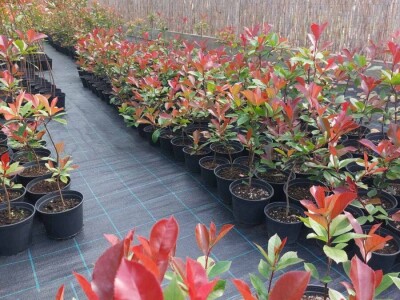 Fotinija red robin ziva ograda