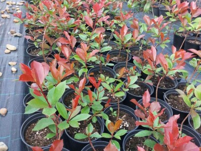 Fotinija red robin ziva ograda