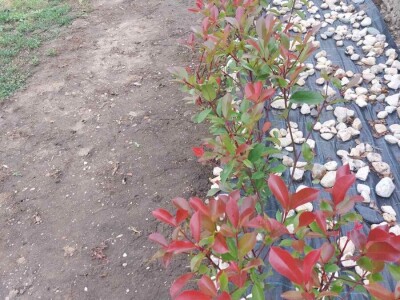 Fotinija red robin ziva ograda