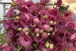 Lizijantus prodaja rezani cvet