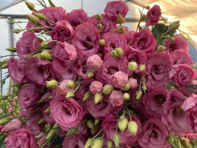 Lizijantus prodaja rezani cvet