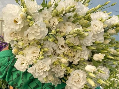 Lizijantus prodaja rezani cvet