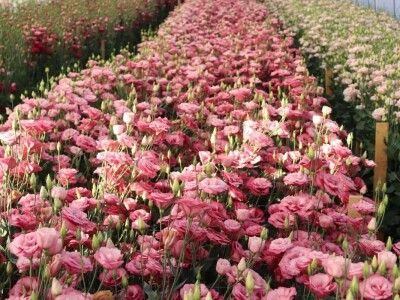 Lizijantus prodaja rezani cvet