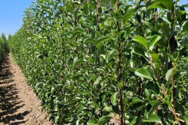 Sadnice voća – Kvalitetne sadnice iz Rasadnika Antić