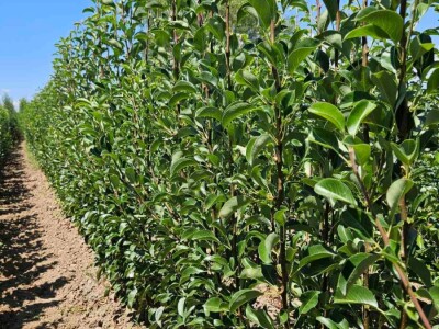 Sadnice voća – Kvalitetne sadnice iz Rasadnika Antić