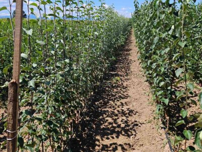 Sadnice voća – Kvalitetne sadnice iz Rasadnika Antić