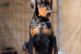 Prodaju se prelepi štenci dobermana, stari 3 meseca