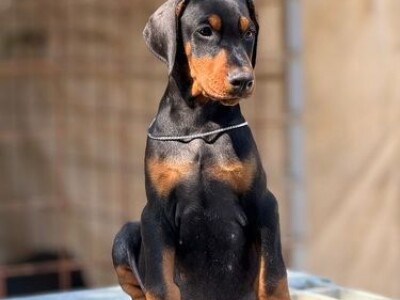 Prodaju se prelepi štenci dobermana, stari 3 meseca