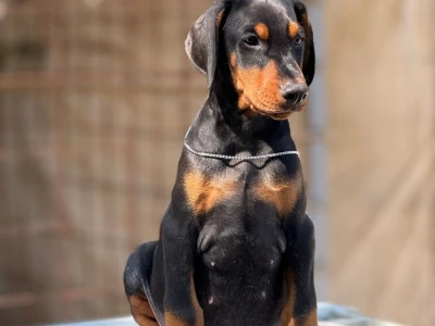 Prodaju se prelepi štenci dobermana, stari 3 meseca