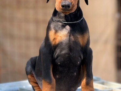 Prodaju se prelepi štenci dobermana, stari 3 meseca