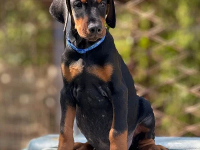 Prodaju se prelepi štenci dobermana, stari 3 meseca