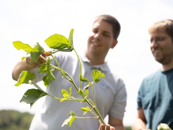 VINKA - RWA sorta soje